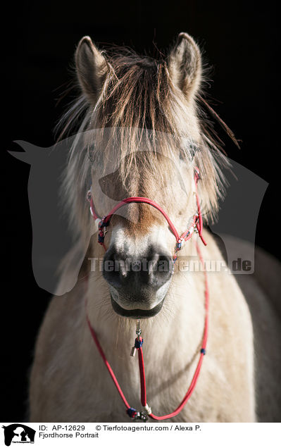 Fjordhorse Portrait / AP-12629