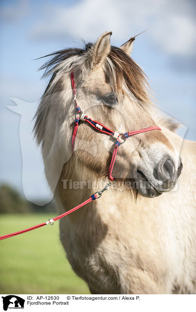 Fjordhorse Portrait / AP-12630