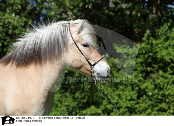 Fjord Horse Portrait / JH-24073