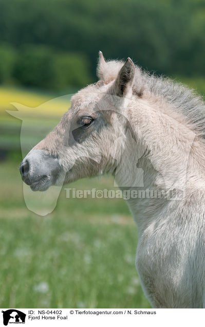 Fjordpferd Fohlen / Fjord Horse Foal / NS-04402