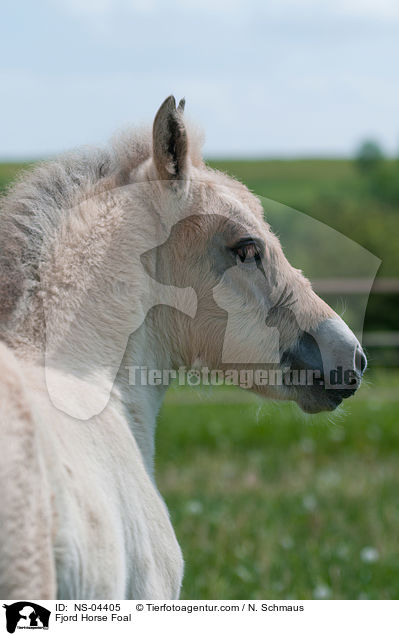 Fjordpferd Fohlen / Fjord Horse Foal / NS-04405