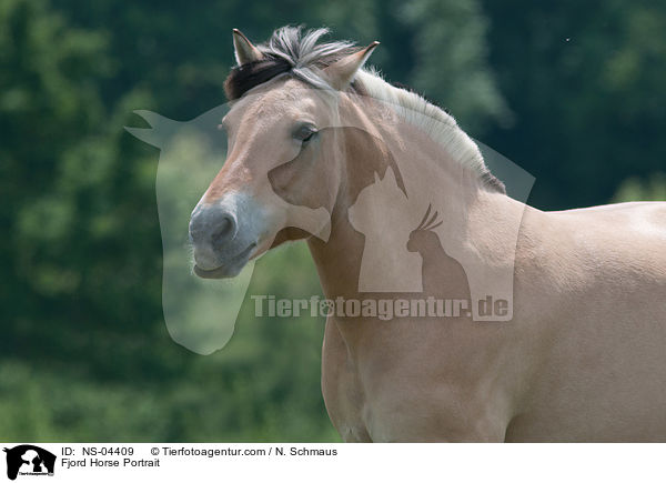 Fjordpferd Portrait / Fjord Horse Portrait / NS-04409