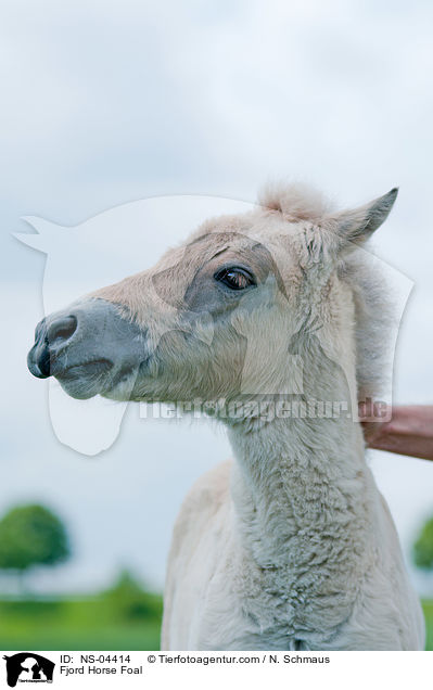 Fjordpferd Fohlen / Fjord Horse Foal / NS-04414