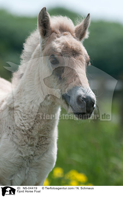 Fjord Horse Foal / NS-04419