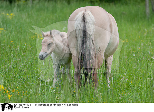 Fjord Horses / NS-04438