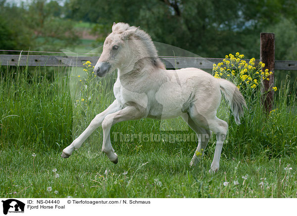 Fjordpferd Fohlen / Fjord Horse Foal / NS-04440