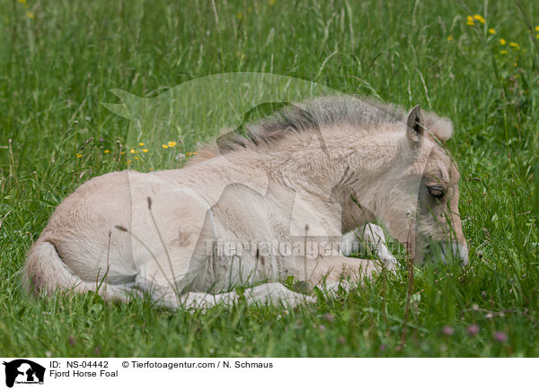 Fjordpferd Fohlen / Fjord Horse Foal / NS-04442