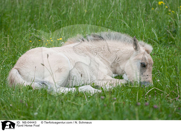 Fjordpferd Fohlen / Fjord Horse Foal / NS-04443