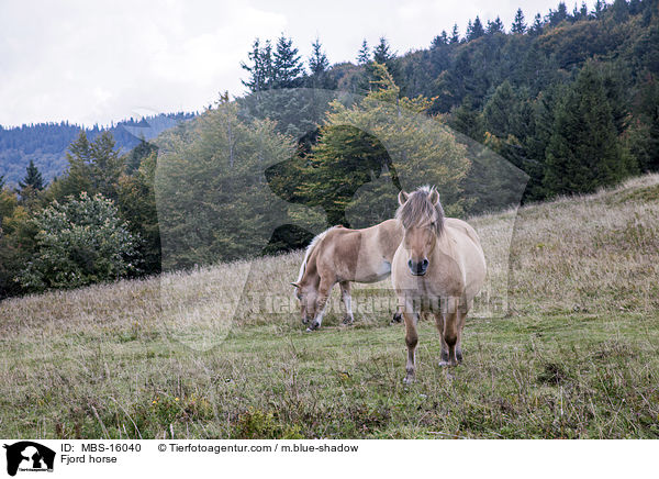 Fjord horse / MBS-16040