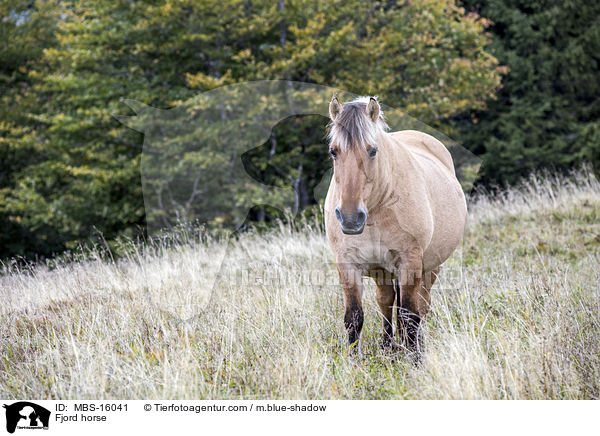 Fjord horse / MBS-16041