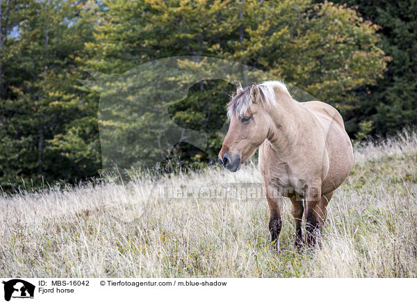 Fjordpferd / Fjord horse / MBS-16042