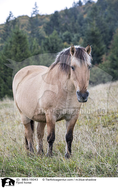 Fjordpferd / Fjord horse / MBS-16043