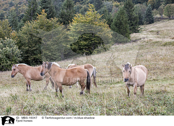 Fjord horses / MBS-16047