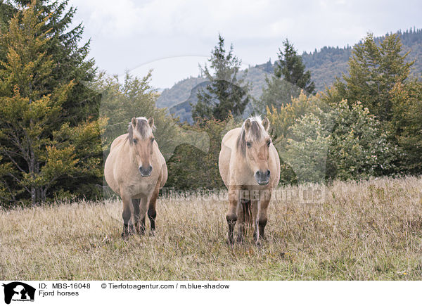 Fjordpferde / Fjord horses / MBS-16048