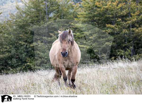 walking Fjord horse / MBS-16053