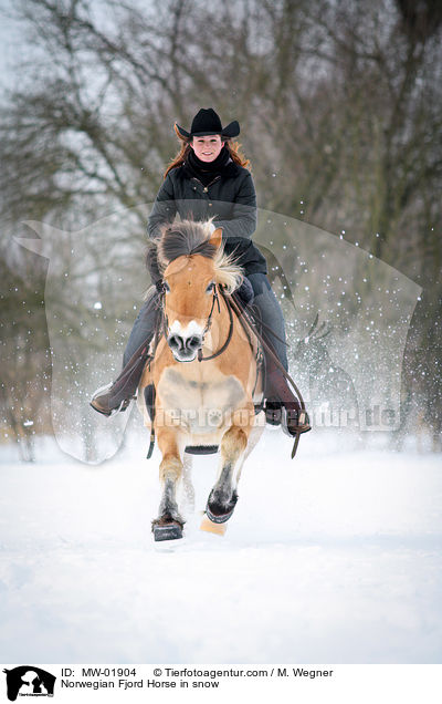 Norwegisches Fjordpferd im Schnee / Norwegian Fjord Horse in snow / MW-01904