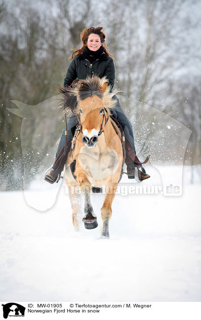 Norwegisches Fjordpferd im Schnee / Norwegian Fjord Horse in snow / MW-01905