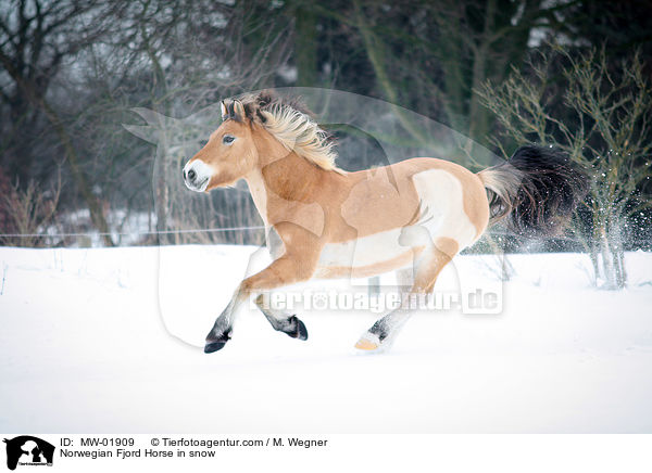 Norwegisches Fjordpferd im Schnee / Norwegian Fjord Horse in snow / MW-01909