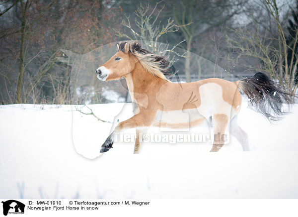 Norwegisches Fjordpferd im Schnee / Norwegian Fjord Horse in snow / MW-01910