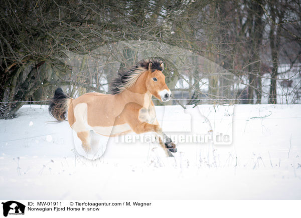 Norwegisches Fjordpferd im Schnee / Norwegian Fjord Horse in snow / MW-01911