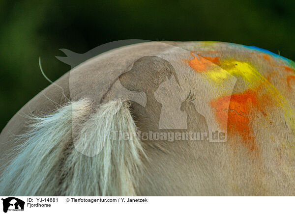Fjordpferd / Fjordhorse / YJ-14681