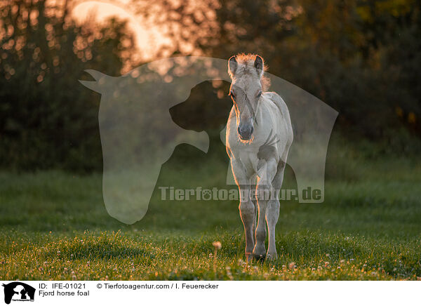Fjord horse foal / IFE-01021