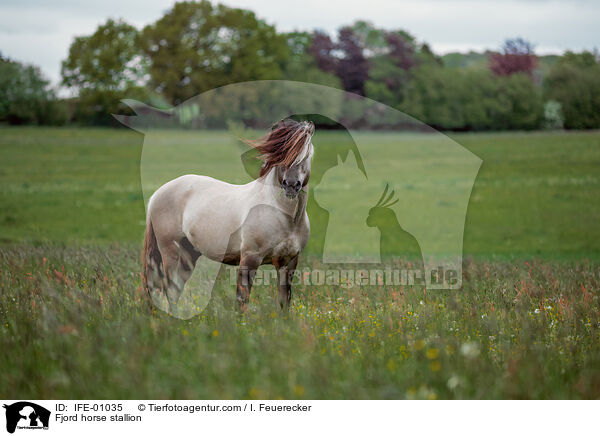 Fjordpferd Hengst / Fjord horse stallion / IFE-01035