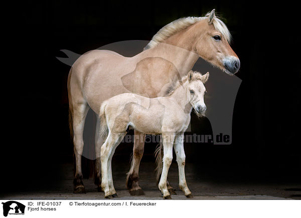 Fjordpferde / Fjord horses / IFE-01037