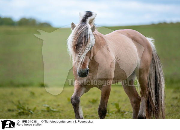 Fjordpferd Hengst / Fjord horse stallion / IFE-01038