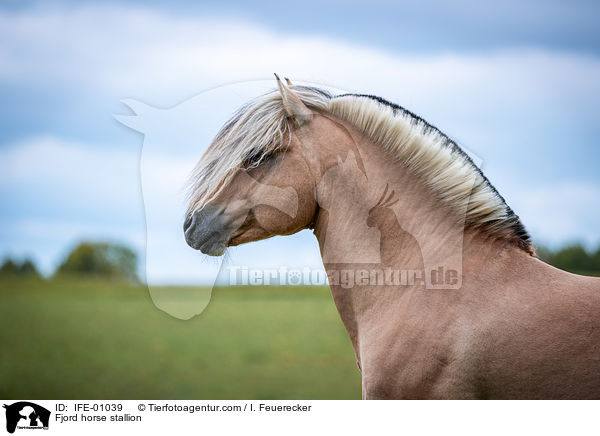 Fjord horse stallion / IFE-01039
