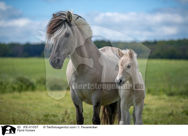 Fjordpferde / Fjord horses / IFE-01057