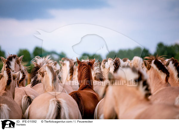 horses / IFE-01092