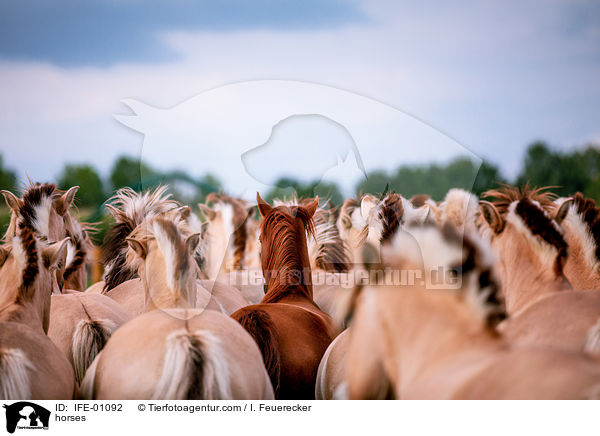 Pferdeherde / horses / IFE-01092