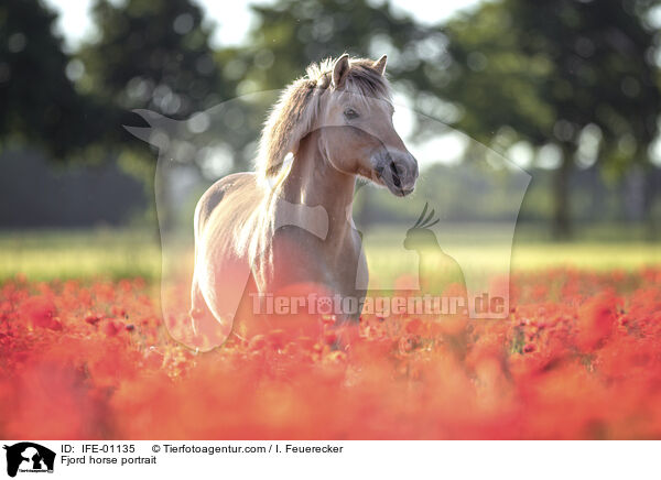 Fjord horse portrait / IFE-01135