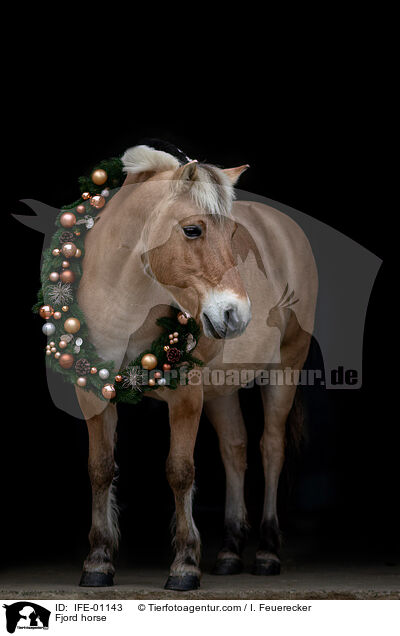 Fjordpferd / Fjord horse / IFE-01143