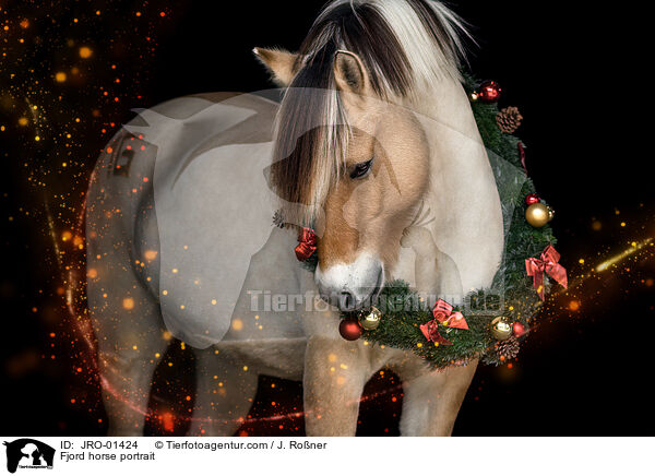 Fjordpferd Portrait / Fjord horse portrait / JRO-01424