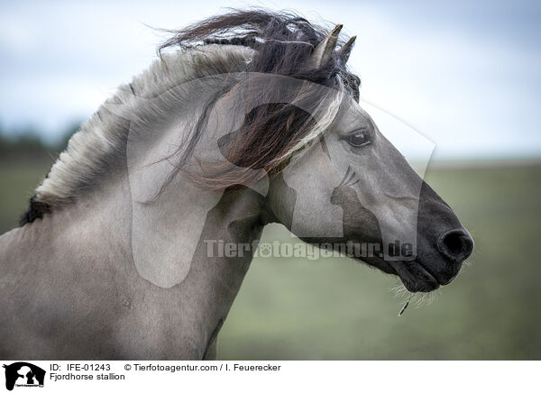 Fjordpferd Hengst / Fjordhorse stallion / IFE-01243