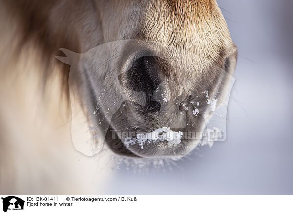 Fjordpferd im Winter / Fjord horse in winter / BK-01411