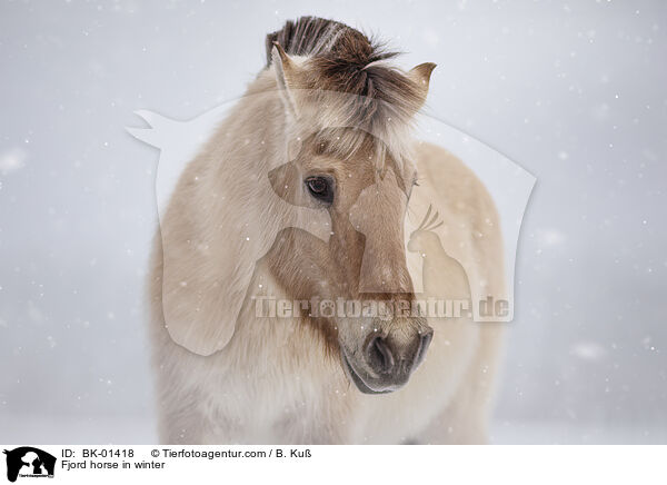 Fjordpferd im Winter / Fjord horse in winter / BK-01418