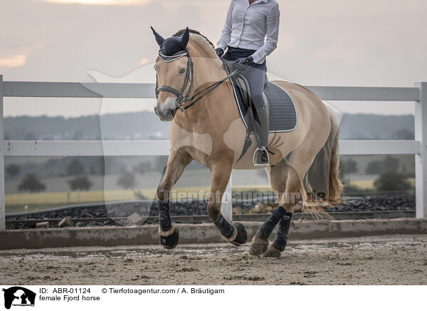 Fjordpferd Stute / female Fjord horse / ABR-01124