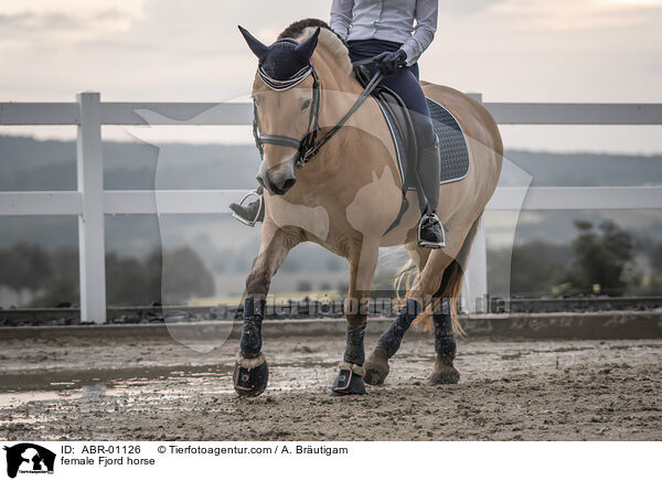 Fjordpferd Stute / female Fjord horse / ABR-01126