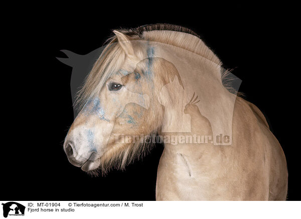 Fjord horse in studio / MT-01904