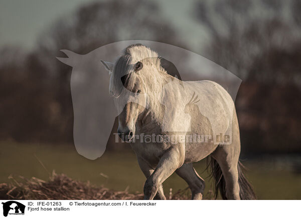 Fjordpferd Hengst / Fjord hose stallion / IFE-01263