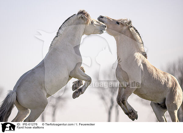 Fjordpferd Hengste / Fjord hose stallions / IFE-01276