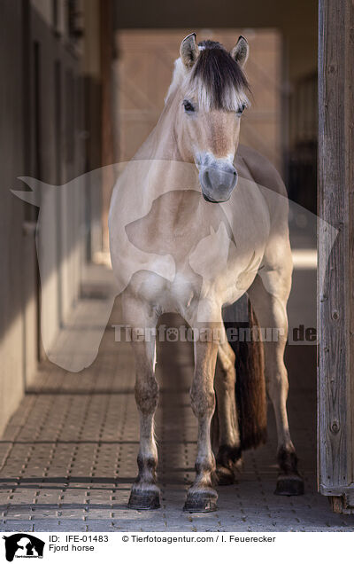 Fjordpferd / Fjord horse / IFE-01483