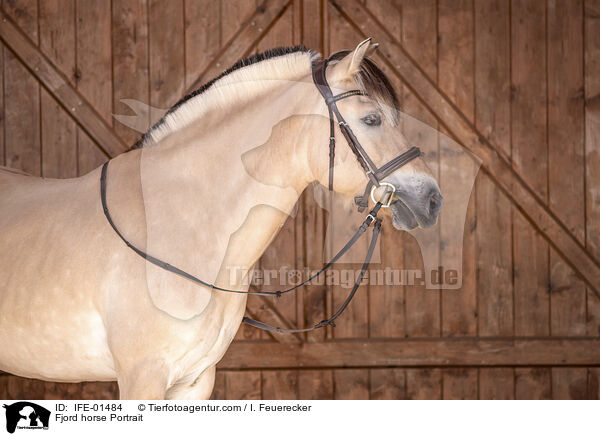 Fjord horse Portrait / IFE-01484
