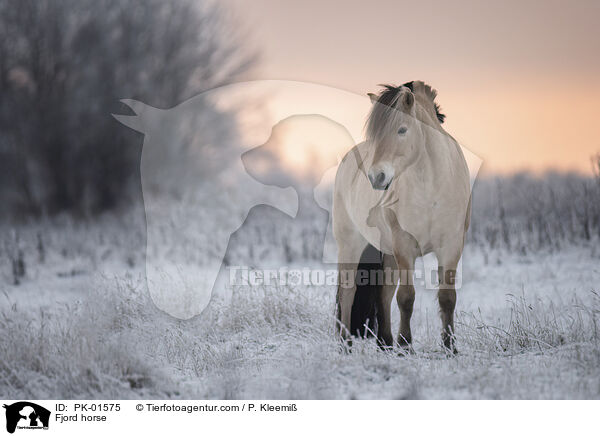 Fjordpferd / Fjord horse / PK-01575