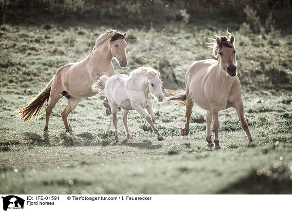 Fjordpferde / Fjord horses / IFE-01591