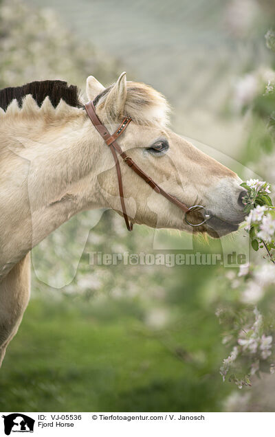 Fjordpferd / Fjord Horse / VJ-05536