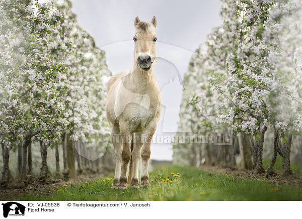Fjordpferd / Fjord Horse / VJ-05538